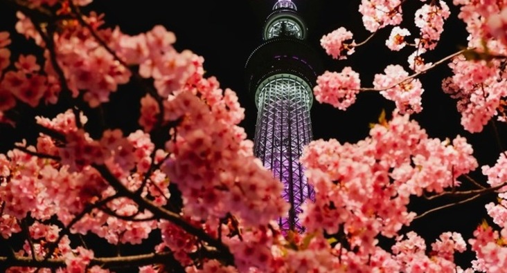 cherry blossoms tokyo tower
